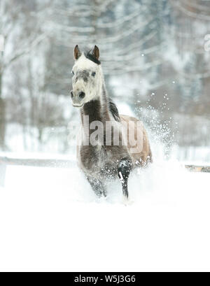 Superbe course de chevaux arabes dans beaucoup de neige Banque D'Images