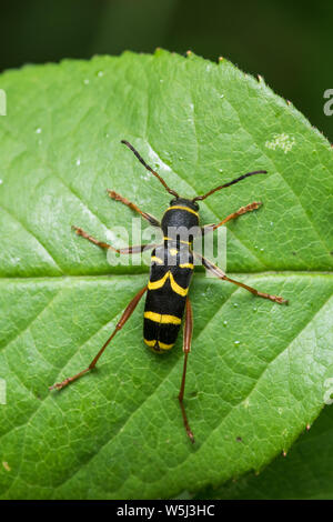 Wasp beetle Clytus arietis sur une feuille rose dans le Schleswig-Holstein, Allemagne Banque D'Images