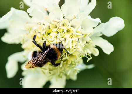 Un bourdon sur la fleur d'un géant scabious (Cephalaria gigantea) Banque D'Images