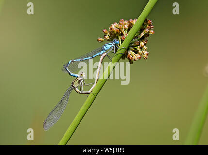 Whitworth, UK, 29 juillet, 2019.L'accouplement de demoiselles bleu commune de prendre une forme de coeur.Whitworth, Lancashire, Royaume-Uni. Crédit : Barbara Cook/Alamy Live News Banque D'Images