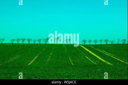 Champ d'herbe verte sur les petites collines et le ciel bleu Banque D'Images