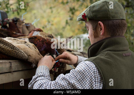 Un garde-chasse Faisan liage accolades sur un shoot de faisan Banque D'Images