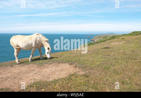 Un poney le long de la côte du Pembrokeshire, près de Solva en été 2019 Juillet Banque D'Images