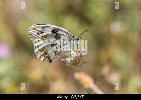 Péninsule ibérique, papillon, blanc marbré (Melanargia lachesis ) reposant sur fleur. L'Andalousie, espagne. Banque D'Images