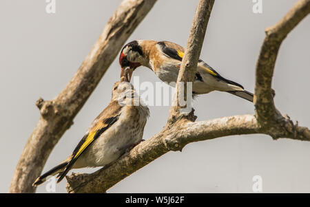 Chardonneret, oiseaux sauvages dans un jardin, perché sur une branche au printemps de l'été 2019. Banque D'Images