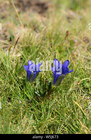 Gentiane Alpine (Gentiana alpina) à 2500m, le parc national de la Sierra Nevada, en Espagne. Banque D'Images