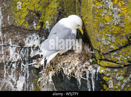 Kittiwake nidification sur falaise, Rissa tridactyla poussin nouveau-né, avec, à l'île de mai, Ecosse, Royaume-Uni Banque D'Images