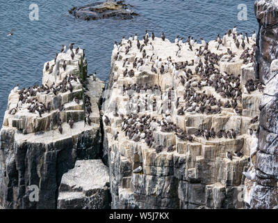 Pile de roche avec les falaises d'oiseaux de guillemot, Uria aalge, à l'île de mai, Ecosse, Royaume-Uni Banque D'Images