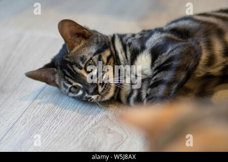 Belle bengala cub chat dans sa maison Banque D'Images