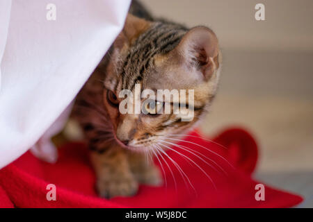 Belle bengala cub chat dans sa maison Banque D'Images