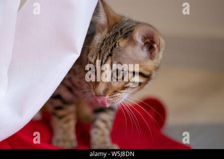 Belle bengala cub chat dans sa maison Banque D'Images