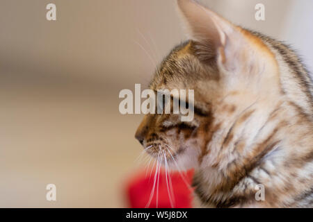 Belle bengala cub chat dans sa maison Banque D'Images