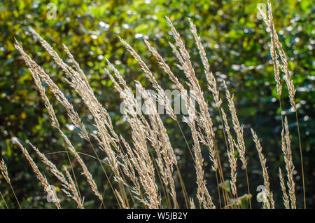Beau Soleil tombe sur l'herbe en été la forêt Banque D'Images