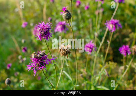Beau Soleil tombe sur l'herbe en été la forêt Banque D'Images