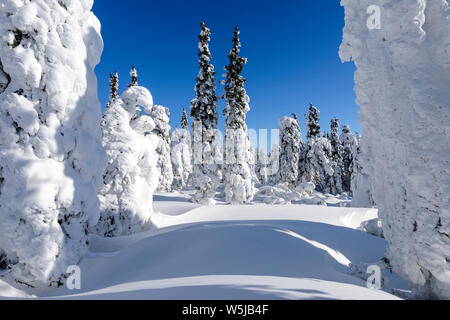 Les arbres gelés sur le Dalton Highway, Alaska Banque D'Images