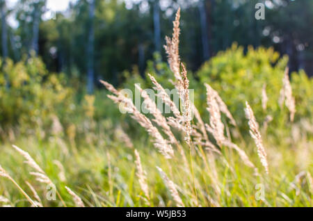 Beau Soleil tombe sur l'herbe en été la forêt Banque D'Images