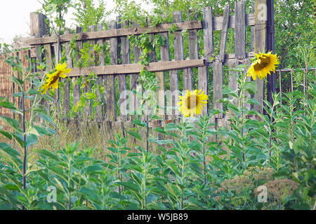 Tournesols en fleurs fleurs près de clôture en bois Banque D'Images