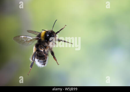 Erdhummel im Flug, fliegend, Insektenflug, Bombus spec., Bombus, Bombus terrestris-aggr., Bombus terrestris s. lat., bourdon, vol, battant Banque D'Images