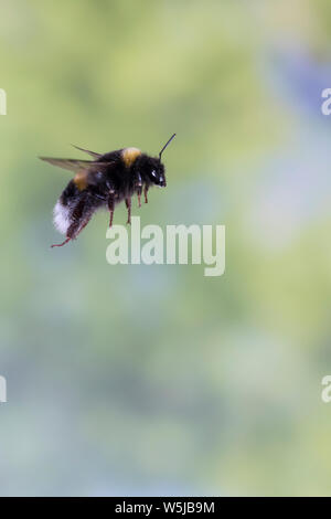 Erdhummel im Flug, fliegend, Insektenflug, Bombus spec., Bombus, Bombus terrestris-aggr., Bombus terrestris s. lat., bourdon, vol, battant Banque D'Images