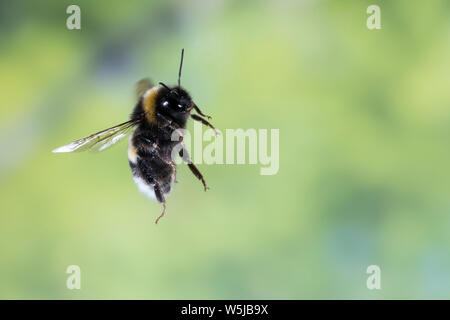 Erdhummel im Flug, fliegend, Insektenflug, Bombus spec., Bombus, Bombus terrestris-aggr., Bombus terrestris s. lat., bourdon, vol, battant Banque D'Images