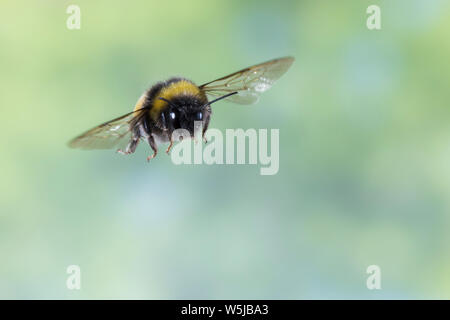 Erdhummel im Flug, fliegend, Insektenflug, Bombus spec., Bombus, Bombus terrestris-aggr., Bombus terrestris s. lat., bourdon, vol, battant Banque D'Images