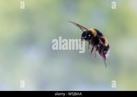 Erdhummel im Flug, fliegend, Insektenflug, Bombus spec., Bombus, Bombus terrestris-aggr., Bombus terrestris s. lat., bourdon, vol, battant Banque D'Images