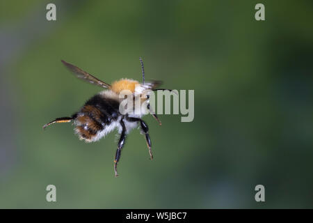 Ackerhummel, Flug, fliegend, Acker-Hummel, Hummel, Bombus pascuorum, Bombus agrorum Megabombus pascuorum, floralis, cardeur commun, bee bee cardeur, fli Banque D'Images