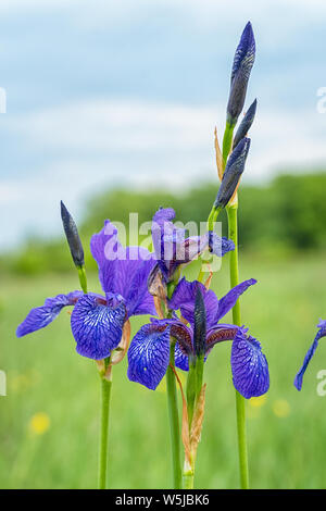 Fleur sauvage d'iris violets sur pré vert Banque D'Images