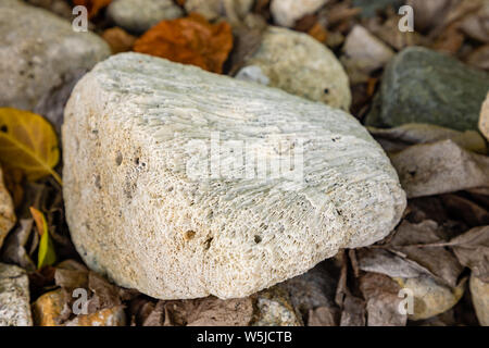 Corail fossilisé Pierre sur une plage de sable fin, Hainan, Chine Banque D'Images