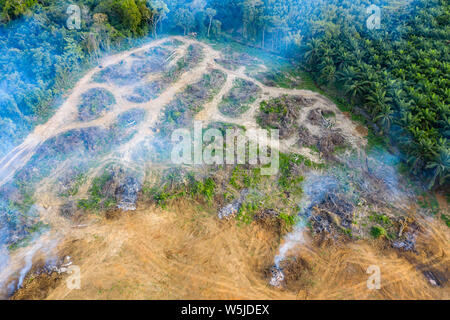 Drone aérien vue de rainforest brûlés et effacé pour faire place à des plantations de caoutchouc et de palmier Banque D'Images