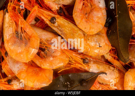 Les crevettes de l'Atlantique cuit autour de l'écoulement dans une passoire en acier inoxydable. Banque D'Images