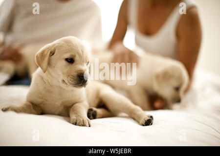 Chiot assis sur un lit avec un couple à l'arrière-plan. Banque D'Images