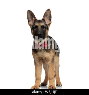 Classy wolf dog wearing red bowtie se tient avec les yeux fermé sur fond blanc Banque D'Images