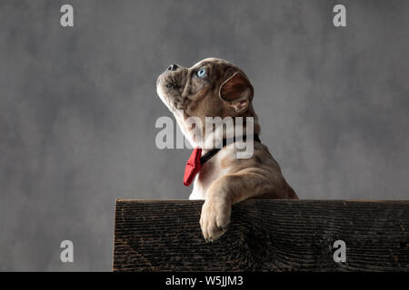 Hâte peu american bully puppy wearing bowtie est de la recherche tout en restant assis dans une boîte en bois sur fond gris Banque D'Images