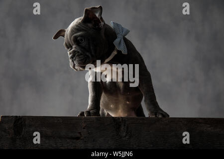 Curieux petit american bully petit chien debout sur une boîte en bois et ressemble à l'autre sur fond gris Banque D'Images