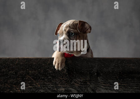 Cute little puppy dog wearing bowtie ressemble à l'autre tout en restant assis dans une boîte en bois sur fond gris Banque D'Images