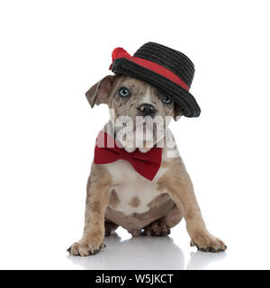 American bully puppy wearing hat et bowtie assis sur fond blanc Banque D'Images