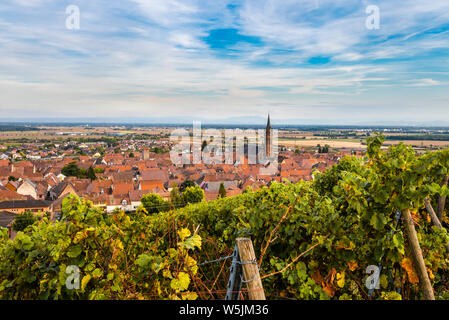 Vin médiéval village Dambach-la-Ville avec des vignes, Alsace, Route des vins, la France, la zone de viticulture Alsace Banque D'Images