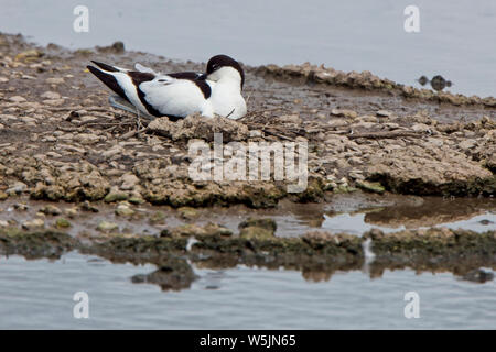 Avocette élégante (Recurvirostra avosetta) assis sur son nid à Slimbridge WWT, Gloucestershire, Angleterre, Royaume-Uni. Banque D'Images