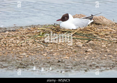 Mouette rieuse (Chroicocephalus ridibundus), assis sur son nid, Slimbridge WWT, Gloucestershire, Angleterre, Royaume-Uni. Banque D'Images