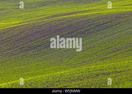 Collines de champs de blé vert. Conte fantastique paysage minimaliste avec des vagues de collines, les collines. Abstrait d'arrière-plan. La lituanie Banque D'Images