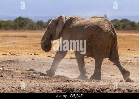 L'éléphant d'Afrique, Loxodonta africana, la course au waterhole poussiéreux Serena Sweetwaters Tented Camp, Ol Pejeta Conservancy, Kenya, Afrique de l'Est Banque D'Images