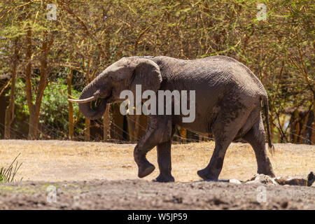 L'éléphant, Loxodonta africana, l'écoulement d'eau potable à Ol Pejeta waterhole de Conservancy, Kenya, Afrique. Au-delà de tentes Safari Banque D'Images