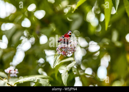 Un papillon Paon Européen (Aglais io) perché sur un pigment de bush. Cet exemple montre la longue langue (proboscis) partiellement enroulés. Banque D'Images