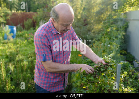 Caucasian Man picking de groseille dans le verger Banque D'Images
