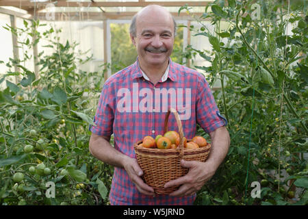 Senior hispanic farmer ramasser les tomates dans un panier Banque D'Images