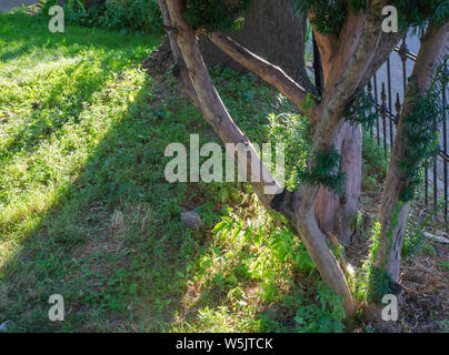 Au cours de l'été, Toronto, transforme en une multitude de parcs verdoyants. La ville a beaucoup de verdure et de détente. Banque D'Images