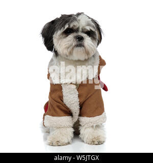 Cute shih tzu brun portant des costumes d'hiver ressemble à l'autre tout en restant assis sur fond blanc Banque D'Images