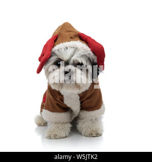 Adorable shih tzu portant costume renne du Père Noël ressemble à l'autre tout en restant assis sur fond blanc Banque D'Images