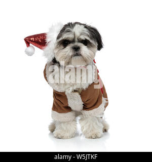 Santa adorable shih tzu portant des costumes d'hiver chaud debout sur fond blanc Banque D'Images